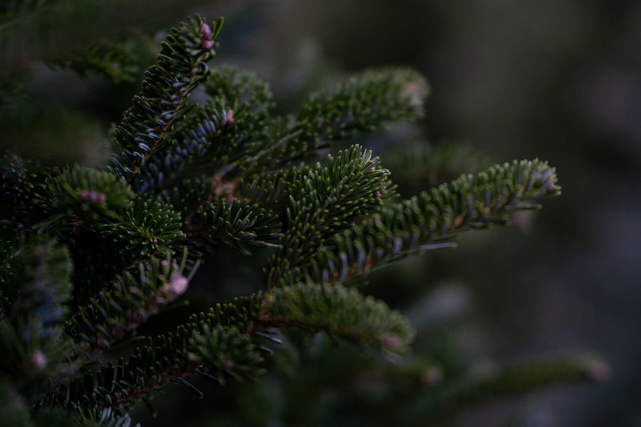 douglas-fir-5783622_1280